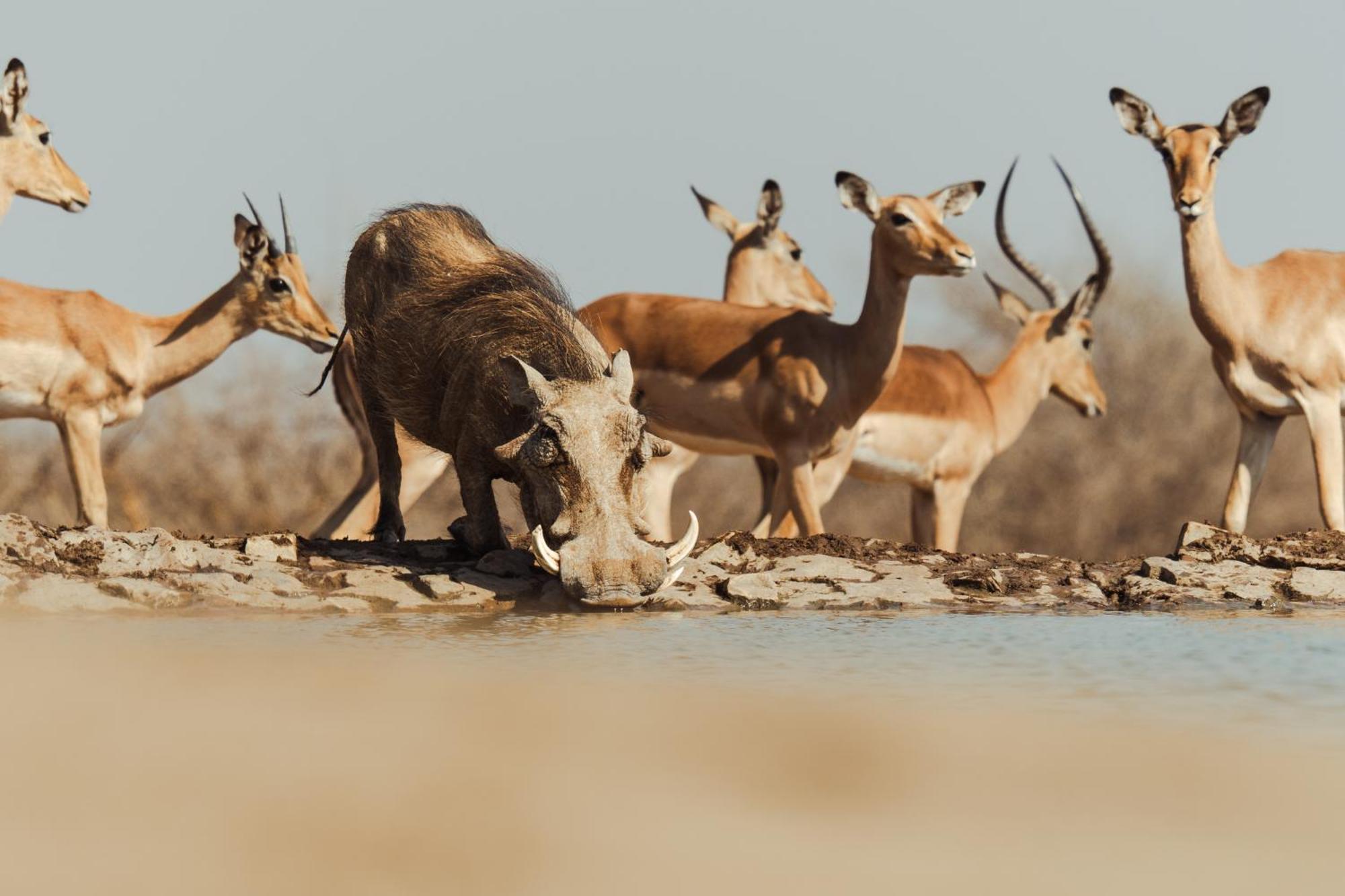 Last Word Madikwe Madikwe Game Reserve Esterno foto