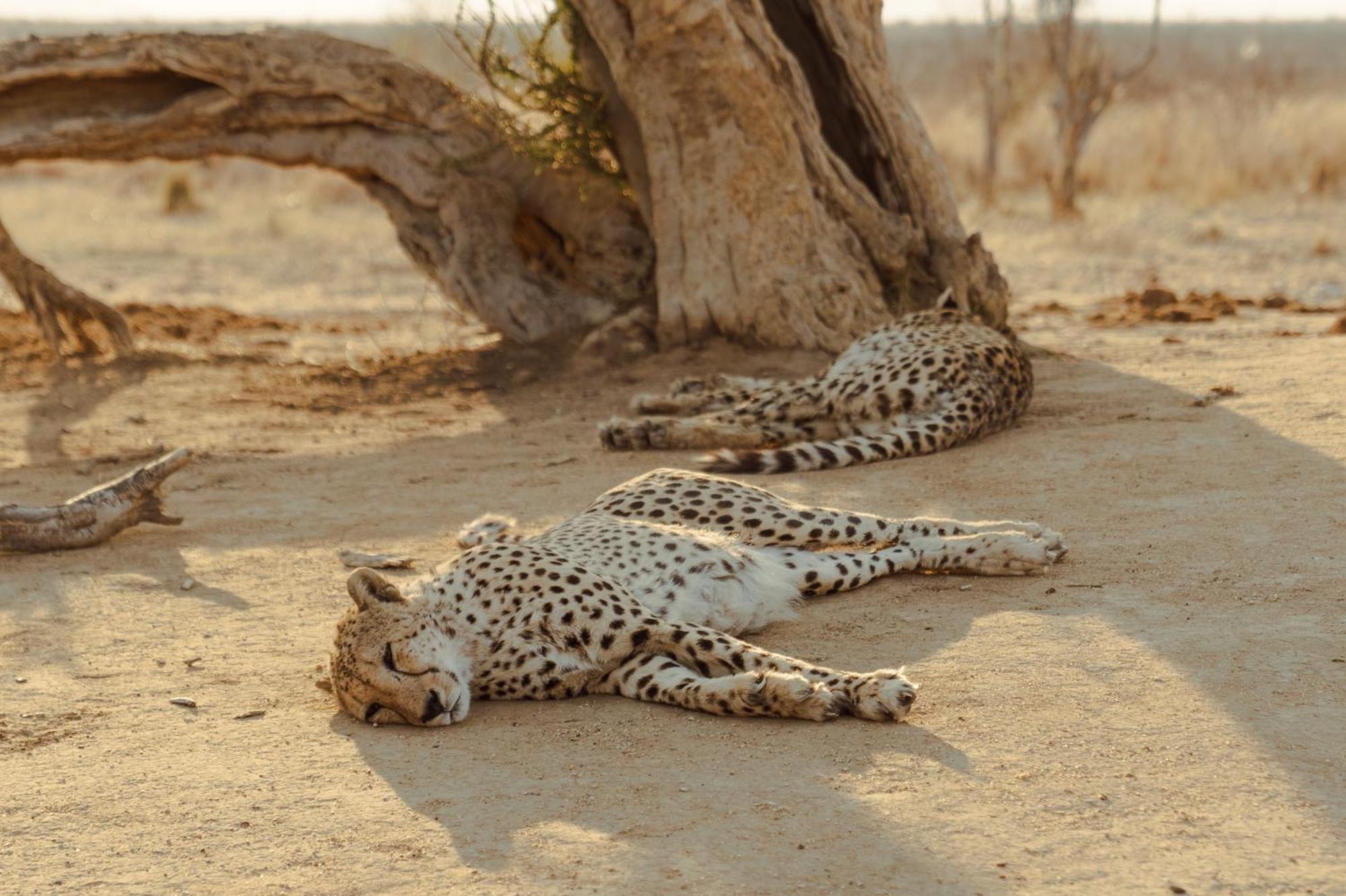 Last Word Madikwe Madikwe Game Reserve Esterno foto