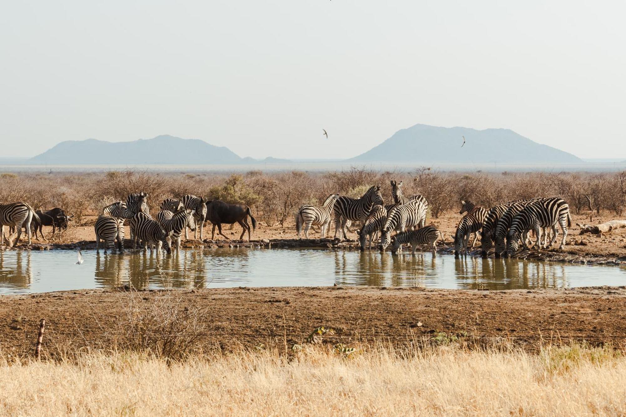 Last Word Madikwe Madikwe Game Reserve Esterno foto