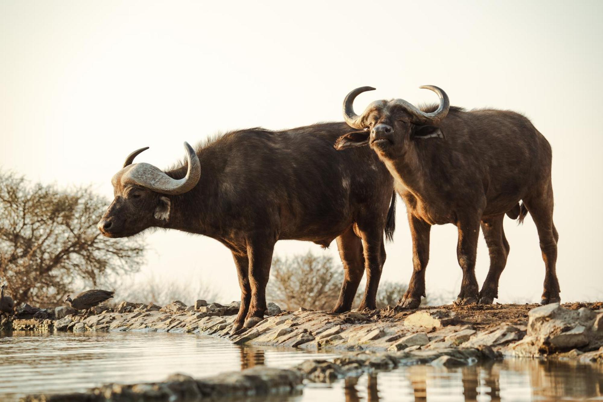 Last Word Madikwe Madikwe Game Reserve Esterno foto