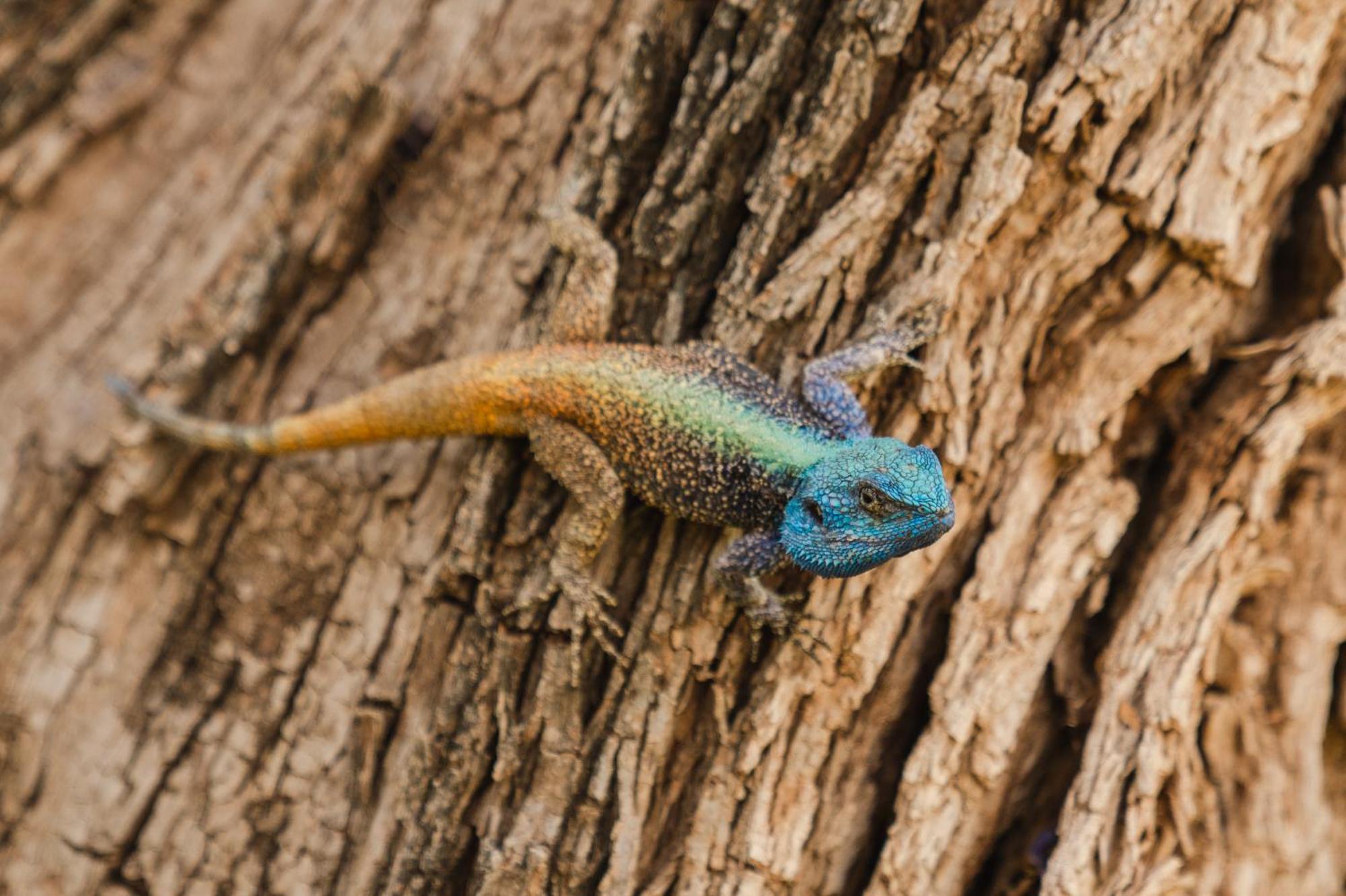 Last Word Madikwe Madikwe Game Reserve Esterno foto
