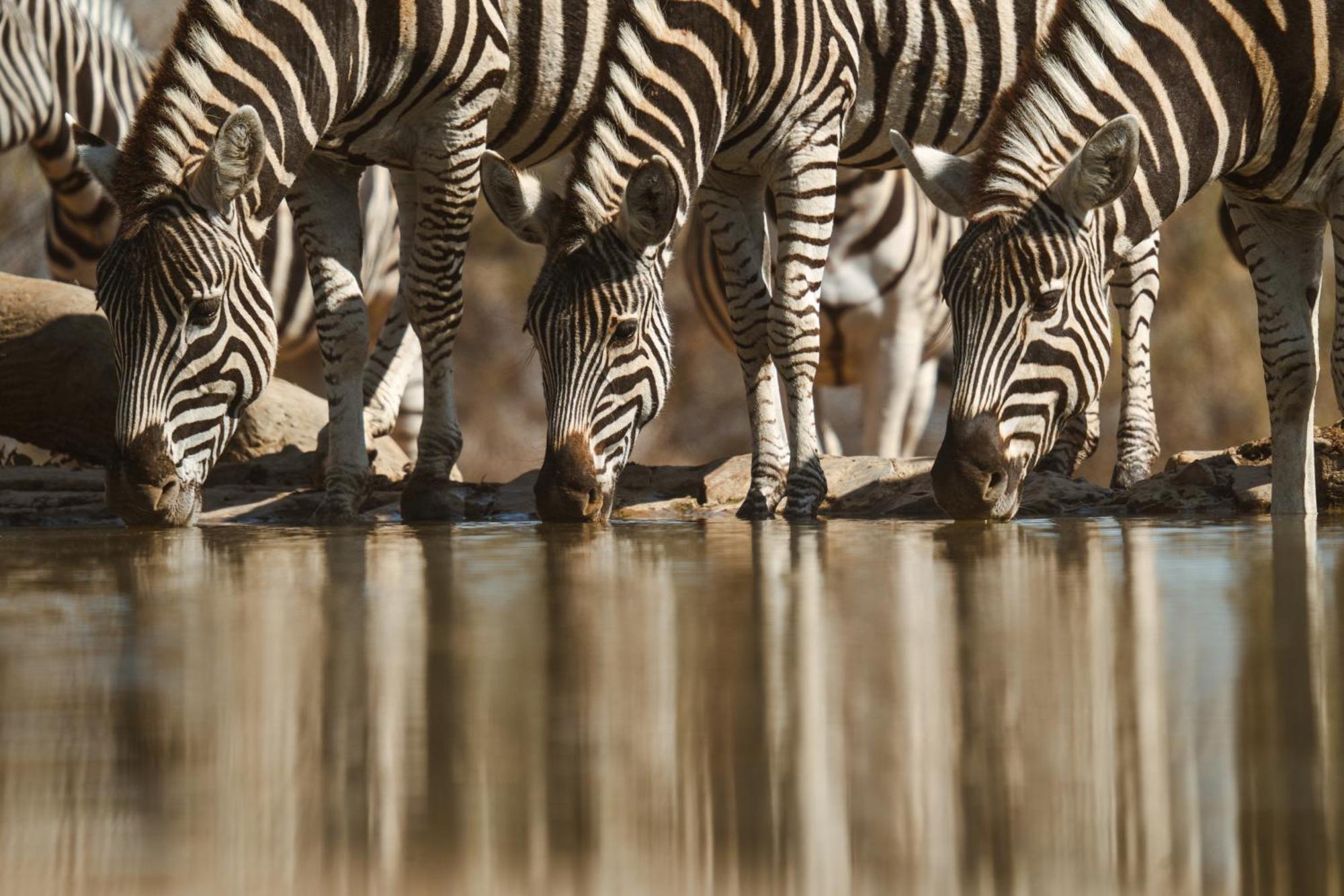 Last Word Madikwe Madikwe Game Reserve Esterno foto