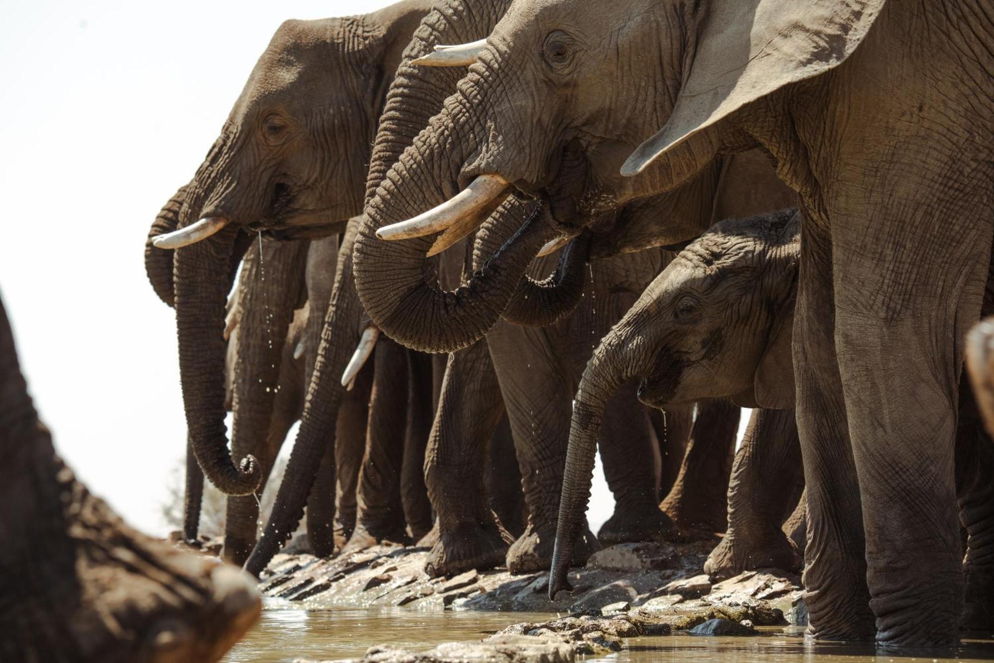Last Word Madikwe Madikwe Game Reserve Esterno foto