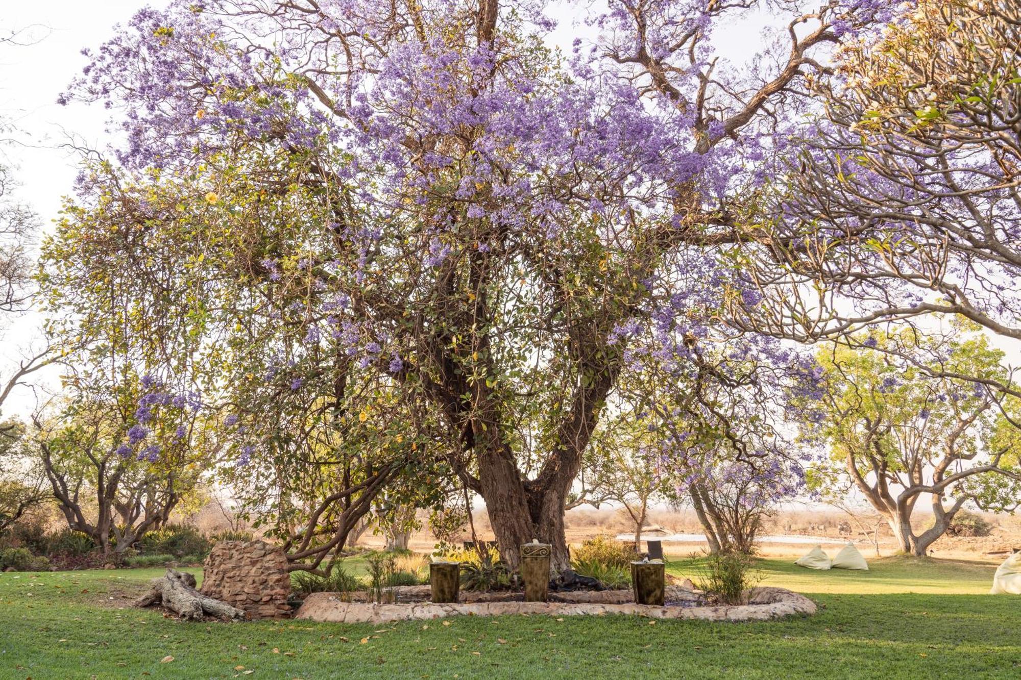 Last Word Madikwe Madikwe Game Reserve Esterno foto