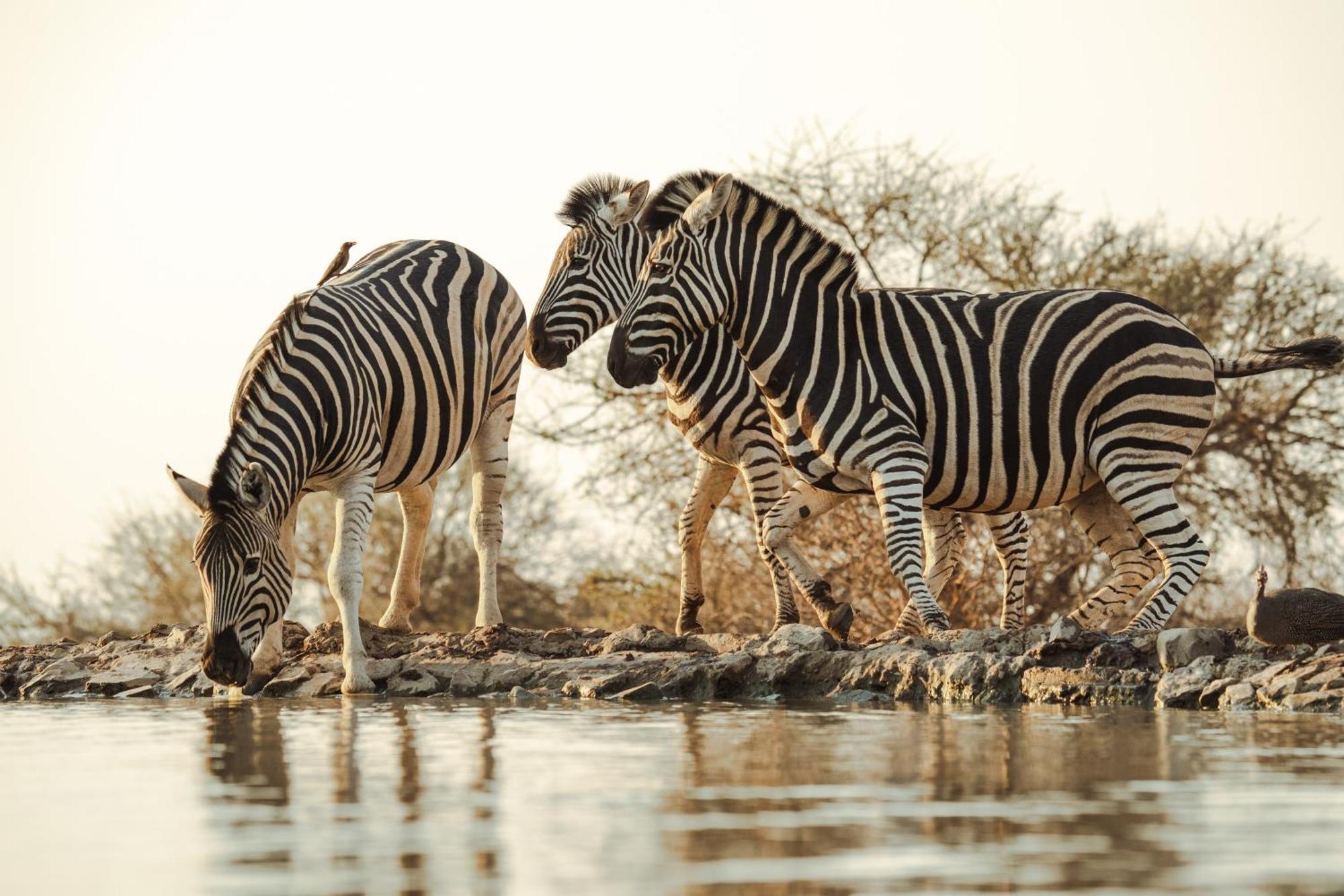 Last Word Madikwe Madikwe Game Reserve Esterno foto